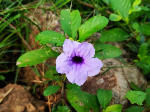 Ruellia tuberosa image