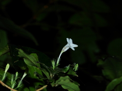 Ruellia saulensis
