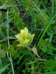 Castilleja unalaschcensis