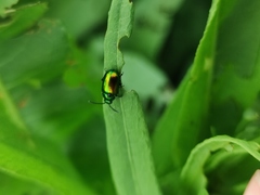 Chrysolina graminis