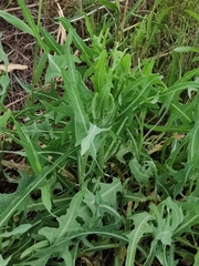 Lactuca tatarica