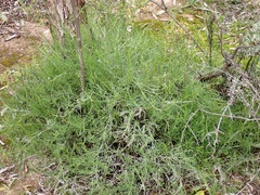Minuria cunninghamii
