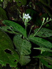 Ruellia saulensis