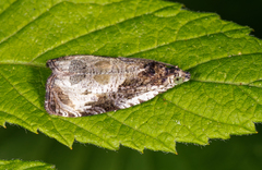 Olethreutes connectum