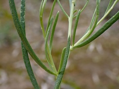 Minuria cunninghamii