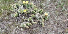 Opuntia polyacantha polyacantha
