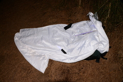 Alucita objurgatella