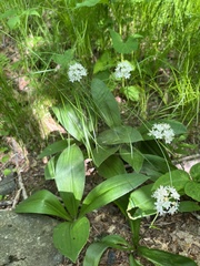 Clintonia umbellulata