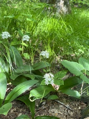 Clintonia umbellulata