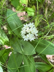 Clintonia umbellulata
