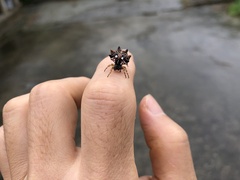 Thelacantha brevispina