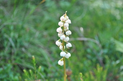 Pyrola media