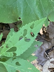 Kuschelina gibbitarsa