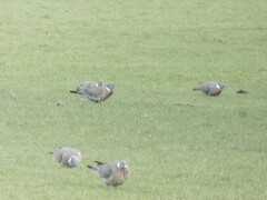 Columba palumbus