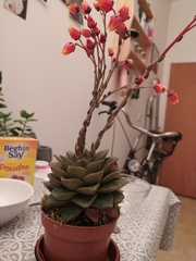 Echeveria purpusorum