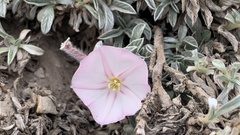 Convolvulus boissieri