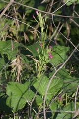 Epilobium ciliatum watsonii