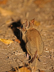 Petrodromus tetradactylus