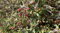 Rhamnus myrtifolia