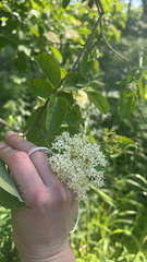 Filipendula ulmaria