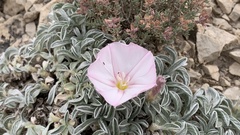 Convolvulus boissieri