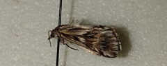 Cynaeda