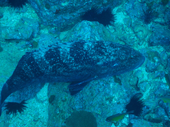 Epinephelus daemelii