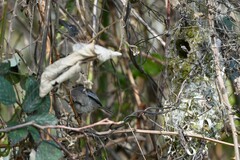 Psaltriparus minimus