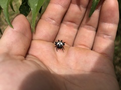 Gasteracantha kuhli
