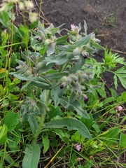 Nonea pulla