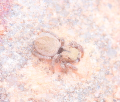 Habronattus arcalorus