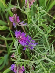 Vicia cracca