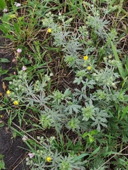 Potentilla argentea