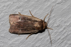 Ochropleura implecta