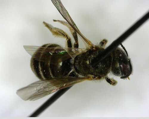 iNaturalist observation photo of Tripartite Sweat Bee