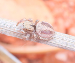 Habronattus arcalorus