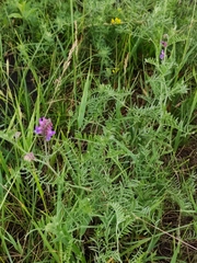 Vicia cracca