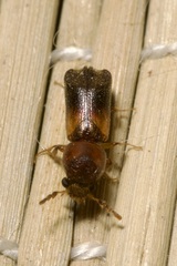Scobicia chevrieri