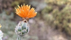 Centaurea graminifolia