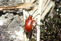 Lilioceris merdigera