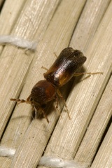 Scobicia chevrieri