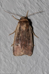 Ochropleura implecta