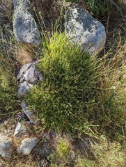 Horkelia clevelandii