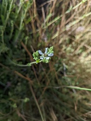 Horkelia clevelandii