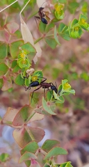 Camponotus barbaricus