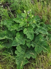 Arctium tomentosum