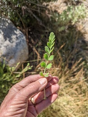 Horkelia clevelandii