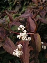 Persicaria microcephala