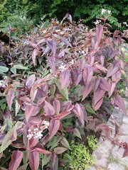 Persicaria microcephala