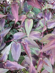 Persicaria microcephala